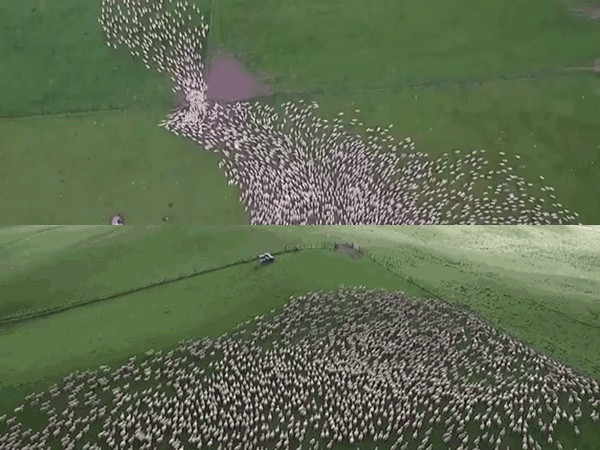 Mãn nhãn nhìn cảnh một chú chó quản lý đàn cừu hơn một nghìn con vô cùng khoa học