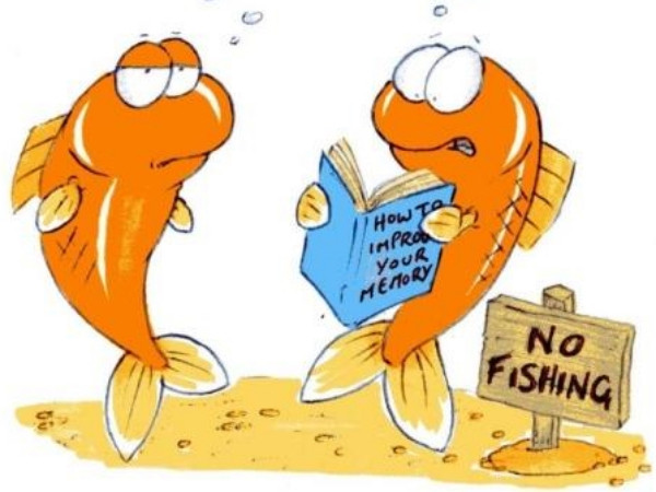 Gọi là "não cá vàng", nhưng thực sự loài cá này nhớ được đến đâu?