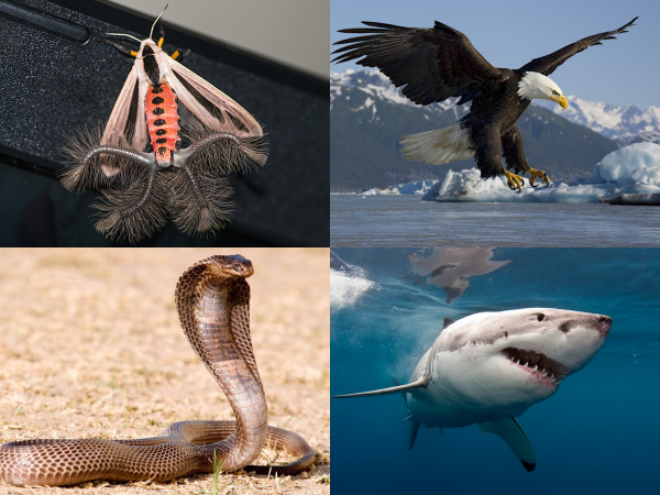 Chắc chắn bạn sẽ bất ngờ khi biết những điều này về thế giới động vật