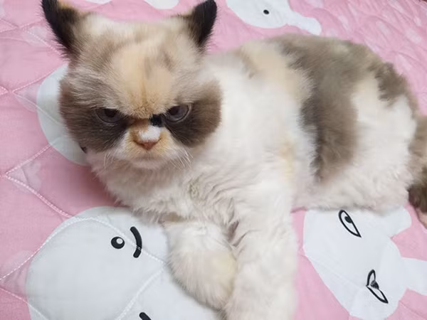 Mời bạn gặp Meow Meow - chú mèo “cau có nhất thế giới” vừa mới xuất hiện