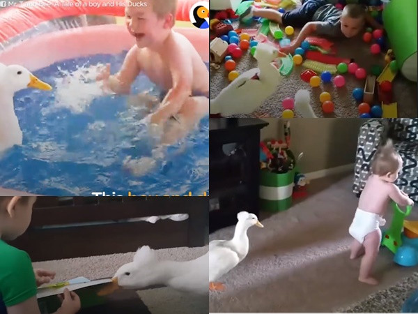 Thú cưng là chó, mèo ư? Xưa rồi, nuôi vịt mới là hot trend!