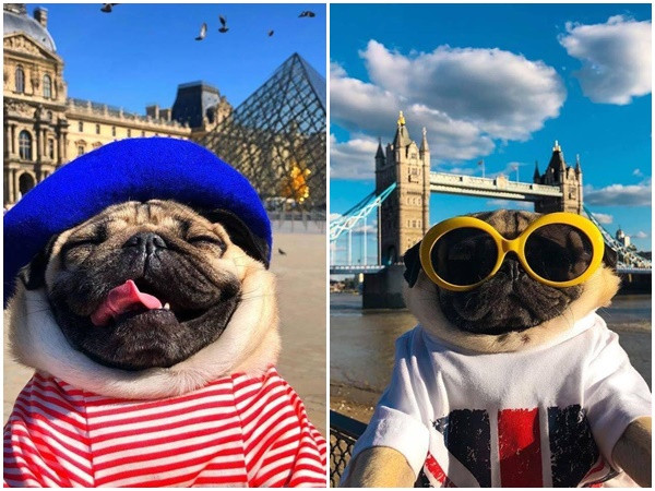 Cùng "boss" đi khắp thế gian, trên đời này còn có ai sướng cho bằng chú chó này nữa chứ?