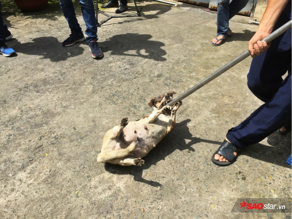 Đã quá thời hạn 72h, tương lai nào cho những chú chó thả rông?