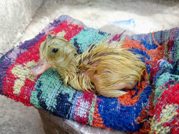 Cô gái mua trứng vịt lộn, dặn bác bán hàng chọn quả thật to và cái kết