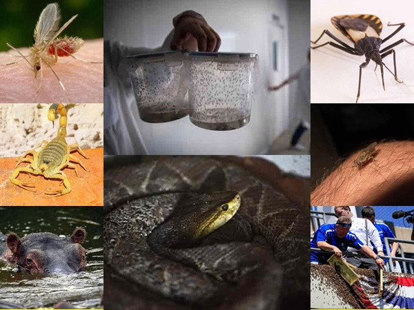 Khiếp sợ trước các sinh vật nguy hiểm chết người nhất thế giới