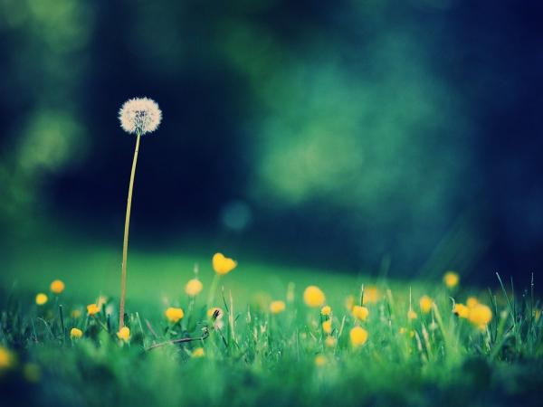 Đang cần giải đáp tâm tình tuổi mới lớn? Hỏi ngay anh Chánh!