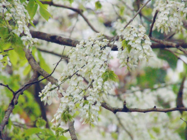 Hẹn hò với những mùa hoa xuân