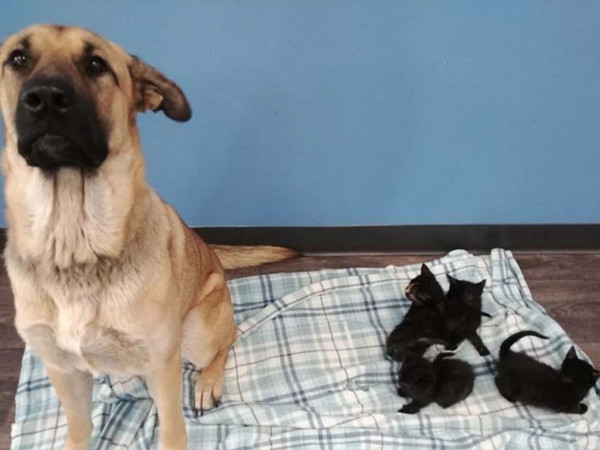 Chú chó hoang tốt bụng giữ ấm cho bầy mèo con giữa mùa đông lạnh giá