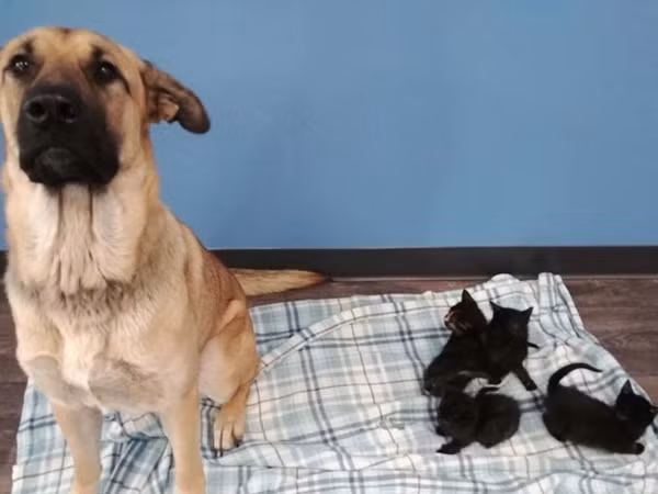 Chú chó hoang tốt bụng giữ ấm cho bầy mèo con giữa mùa đông lạnh giá