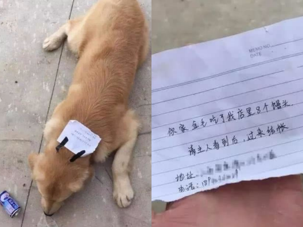 Bị chủ mắng, chú chó bỏ nhà ra đi, lúc trở về còn "vác" theo cả một khoản nợ