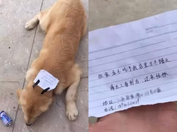 Bị chủ mắng, chú chó bỏ nhà ra đi, lúc trở về còn "vác" theo cả một khoản nợ