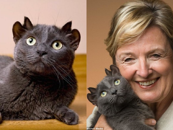 Bạn không hoa mắt đâu, đây chính là câu chuyện về chú mèo 4 tai kỳ lạ nhất thế giới đấy!