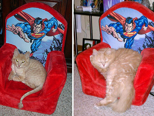 Ngạc nhiên trước loạt ảnh “dậy thì thành công” đến ngỡ ngàng của thú cưng