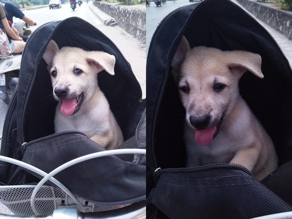  Thú vị với hình ảnh cô nàng cùng chú chó đi phượt Bắc Ninh - Hà Nội bằng xe đạp