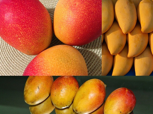 Điều gì xảy ra nếu ngày nào cũng ăn xoài?