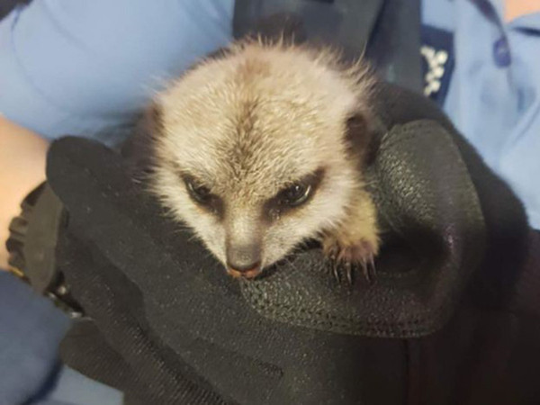 Australia: Bắt trộm thú quý hiếm làm quà tặng người yêu, chàng trai nhận cái kết đắng