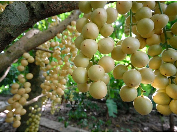 Những mốc thời gian hạnh phúc: Qua miền nhớ dâu da