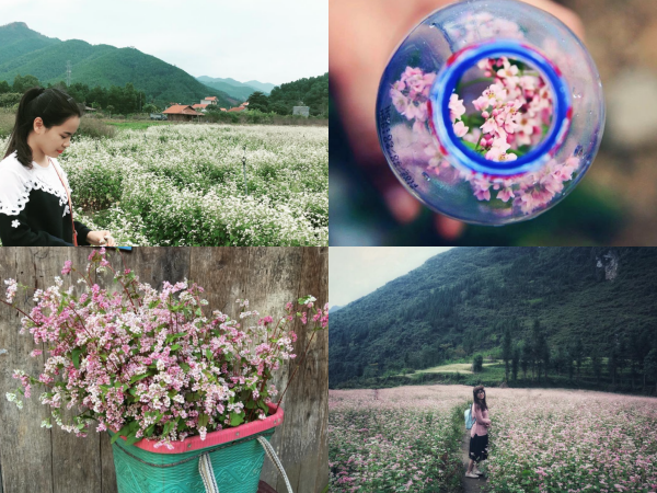 Đến ngày Lễ hội hoa tam giác mạch rồi, xách va-li lên và "thẳng tiến" tới Hà Giang nào!