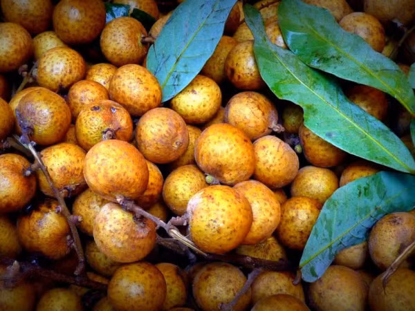 “Những mốc thời gian hạnh phúc”: Vườn nhãn của ngoại