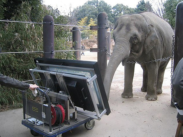 Voi châu Á là “vua toán học” trong các loài vật?