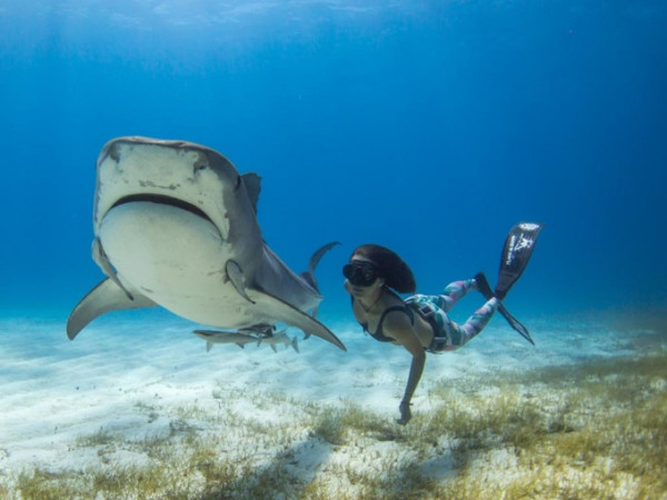 Bơi cùng cá mập ư? Chỉ là chuyện nhỏ với cô nàng Madison Stewart! 