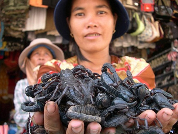 Đặc sản ngon trứ danh bọ cạp vùng Bảy Núi khách có tiền mua cũng khó kiếm