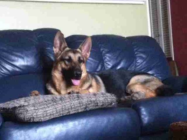 Bác đưa thư thực hiện điều ước cuối cùng của… chú chó, khiến cộng đồng mạng xúc động