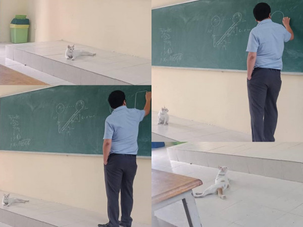 Chăm đến lớp dù hơi mất tập trung, chú mèo được thầy giáo cho lên tận bục giảng học bài 