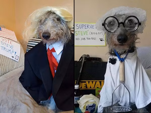 "Phát hờn" về khả năng cosplay thần thánh của chú chó siêu đáng yêu
