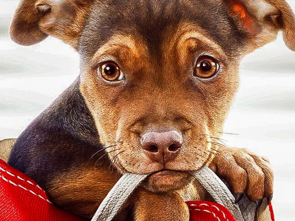 Điểm lại những thú vui cưng muốn xỉu của cún Bella phim "Đường Về Nhà Của Cún Con"