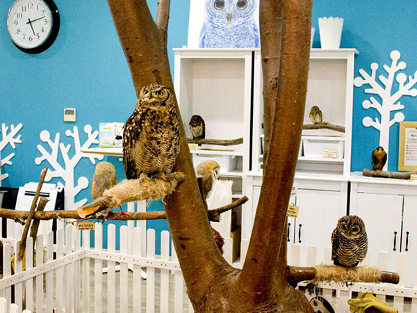 Khám phá những quán cà phê động vật đáng yêu nhất quả đất