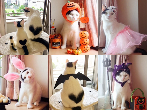 Tan chảy trước chùm ảnh siêu cấp dễ thương của cô mèo có đốm lông hình trái tim lạ mắt! 