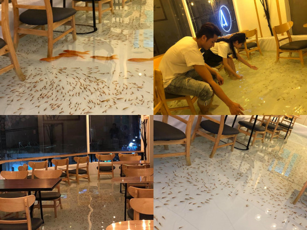 Update ngay quán cà phê “lội cá” khiến giới trẻ Sài thành đua nhau "check-in"