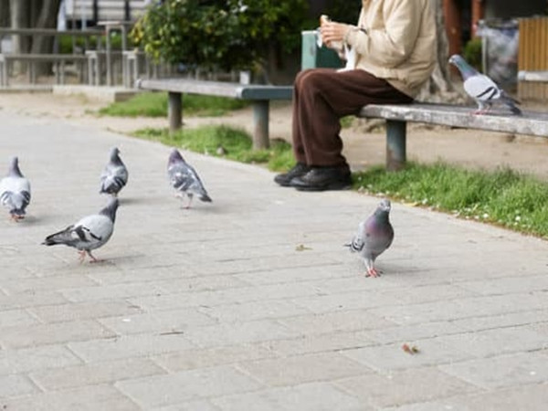 Sau nhiều năm giúp đỡ gia đình quạ, một người được quạ tự làm quà tặng trả ơn