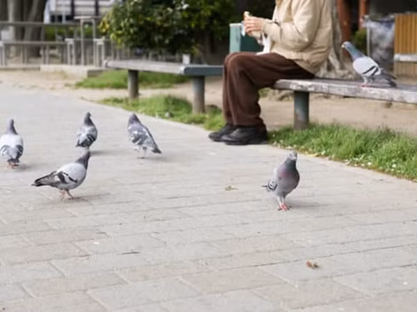 Sau nhiều năm giúp đỡ gia đình quạ, một người được quạ tự làm quà tặng trả ơn