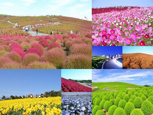 Đến Nhật nhớ khám phá ngọn đồi đẹp như cổ tích này