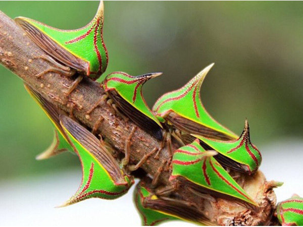 Những động vật “cực dị” khiến bạn khó có thể tin chúng thực sự tồn tại!