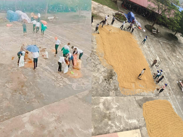 Nhóm học sinh gây xúc động với hình ảnh đội mưa chạy thóc giúp bác bảo vệ