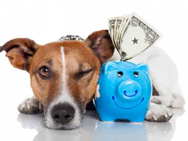 Tin được không, các boss thú cưng chính là thầy dạy “sen” bí quyết chi tiêu 