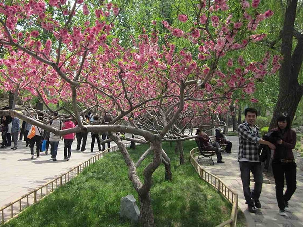 Khu đất bỏ hoang được biến thành “Rừng Thức Ăn” – ai cũng được lấy thức ăn miễn phí