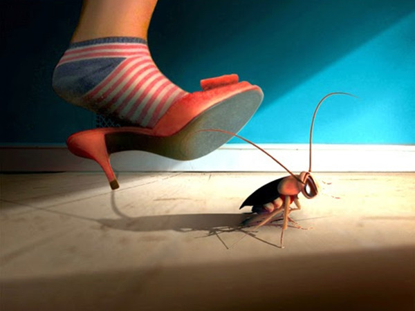 Bạn sẽ không còn cảm thấy sợ gián nữa khi biết được các điều sau đây