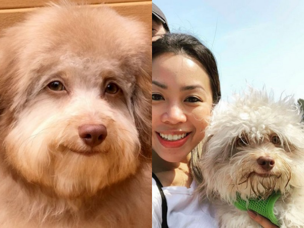 Chú chó "mặt người" khiến cộng đồng mạng lầm tưởng là bức hình được chỉnh sửa