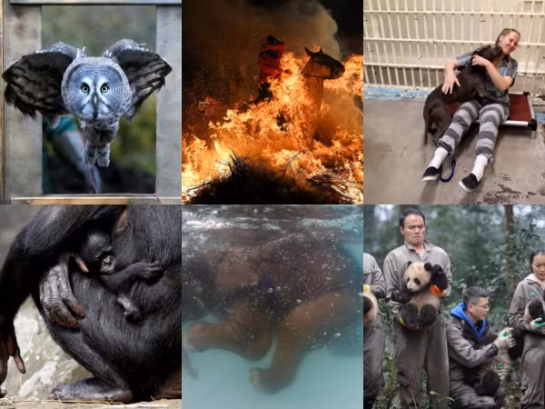 Lợn tập thể dục lọt top những bức ảnh động vật ấn tượng nhất năm 2017