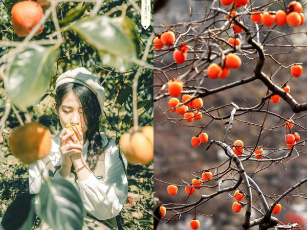 Hồng giòn Đà Lạt vào mùa, không chỉ để ăn mà còn trở thành chốn "sống ảo" của giới trẻ