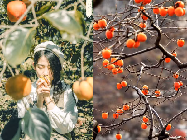Hồng giòn Đà Lạt vào mùa, không chỉ để ăn mà còn trở thành chốn "sống ảo" của giới trẻ