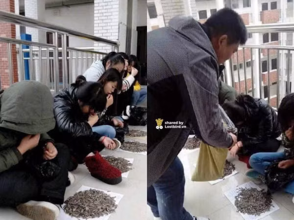 Bắt quả tang sinh viên cắn hạt hướng dương trong lớp, thầy giáo mua thêm 50kg phạt ăn bằng hết