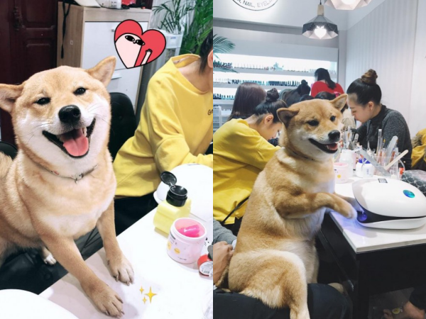 "Bộ sưu tập biểu cảm dễ thương" của chú chó khi được làm nail khiến dân mạng thích thú