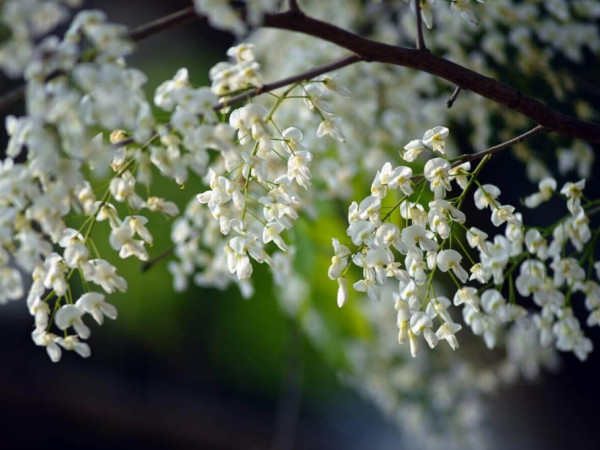 Những mốc thời gian hạnh phúc: Hoa sưa về trong nỗi nhớ vấn vương