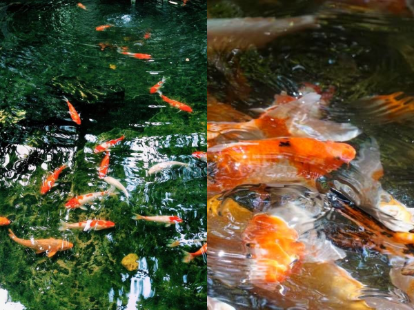 Đàn cá Koi hơn trăm triệu của trường ĐH bị đánh bả chết sạch sau một đêm khiến MXH bức xúc