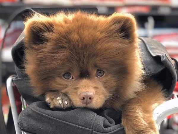 Chắc bạn không thể ngờ rằng chú chó đáng yêu này từng bị bỏ rơi vì... quá bự